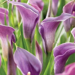 Калла Amethyst, фото 1