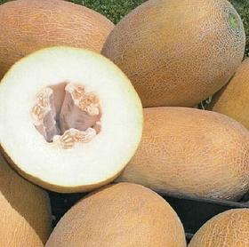 Насіння дині Ананас 500 г