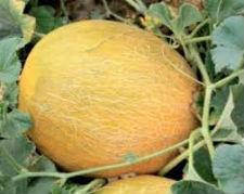 Насіння дині Дідона 1 кг