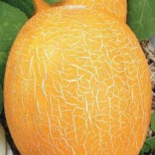 Насіння дині Інею 1 кг