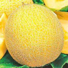 Насіння дині Титолова 1 кг