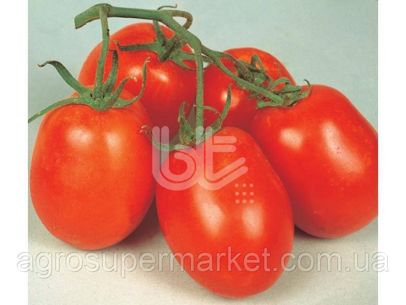 Насіння томату Ріо Гранде BT TOHUM Оригінал Туреччина 10 г