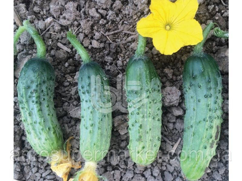 PICKLING CUCUMBER ROCKET F1 Огірок Bt tohum Turkey 500 н