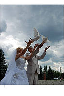 Білі голуби на весілля