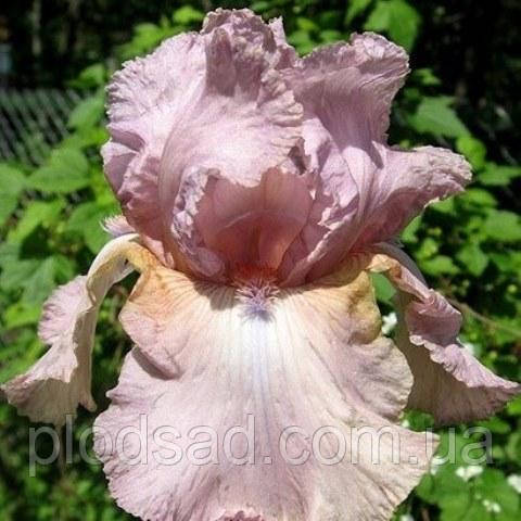 Ірис бородатий Blue Chip Pink