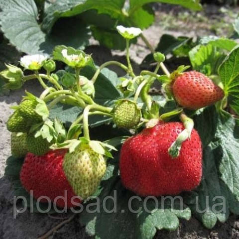 Полуниця Референта