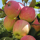 Яблуня Мавка. (54-118). /с/. Пізньозимовий сорт., фото 2