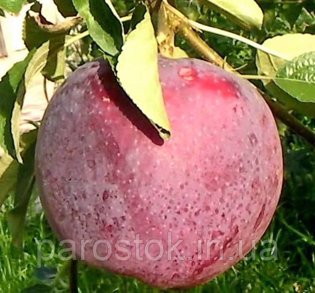 Яблуня Вільямс Прайд. (54-118). (в). Літній сорт
