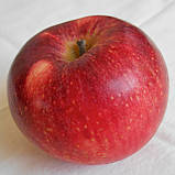 Яблуня Вільямс Прайд. (ММ106). Літній сорт. Однорічний, фото 2