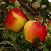 Яблуня Амброзія. (М26). Зимовий сорт