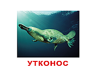 Карточки большие русские с фактами "Экзотические животные" 120 слов 096389