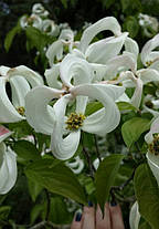 Дерен коуза "Меджік Догвуд" \ Cornus Magic Dogwood ( саджанці щеплені 2 роки ) Дерен китайський, фото 3