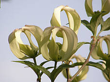 Дерен коуза "Меджік Догвуд" \ Cornus Magic Dogwood ( саджанці щеплені 2 роки ) Дерен китайський, фото 4