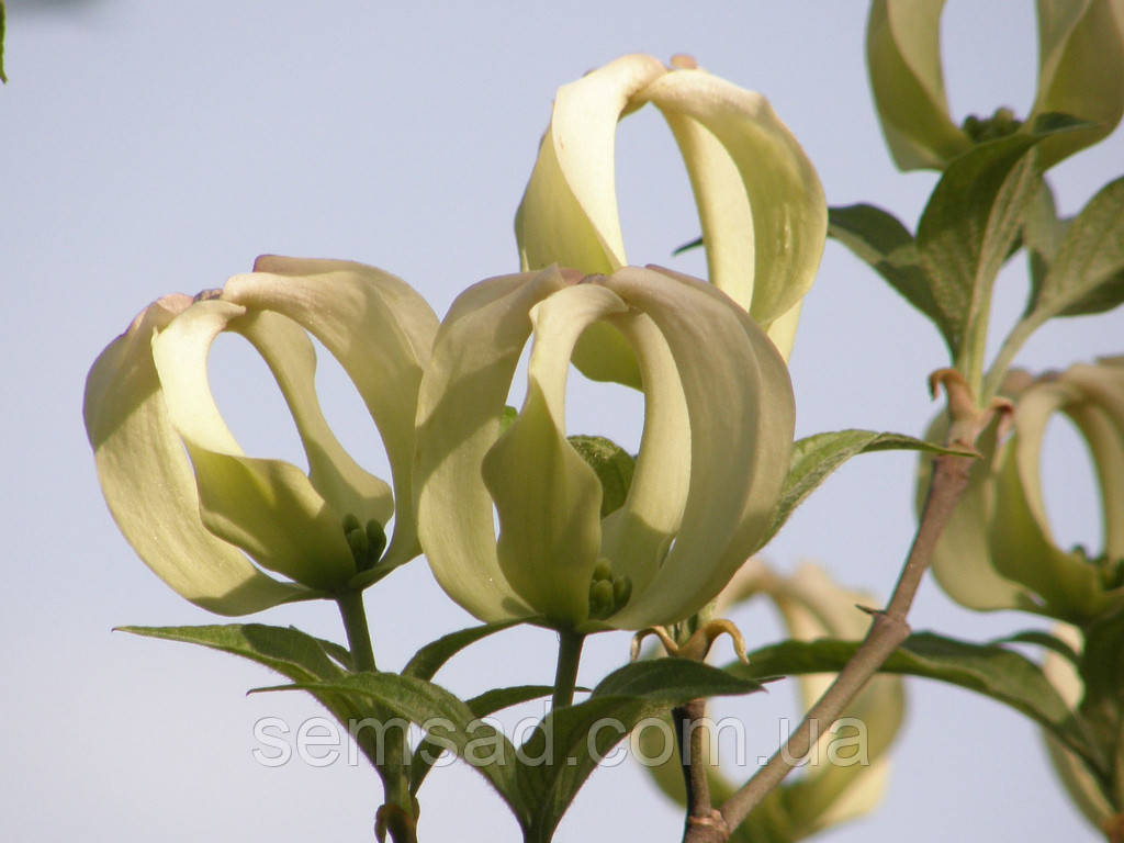 Дерен коуза " Мэджик Догвуд" \ Cornus Magic Dogwood ( саженцы привитые 2 года ) Дерен китайский - фото 3 - id-p860390974