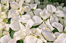 Дерен коуза "Меджік Догвуд" \ Cornus Magic Dogwood ( саджанці щеплені 2 роки ) Дерен китайський, фото 6