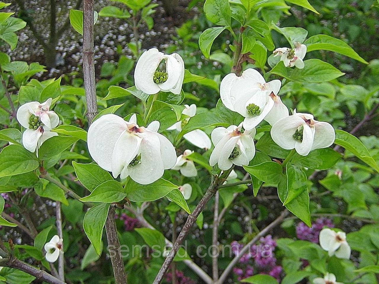 Дерен коуза " Мэджик Догвуд" \ Cornus Magic Dogwood ( саженцы привитые 2 года ) Дерен китайский - фото 6 - id-p860390974