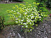 Дерен коуза "Меджік Догвуд" \ Cornus Magic Dogwood ( саджанці щеплені 2 роки ) Дерен китайський, фото 8