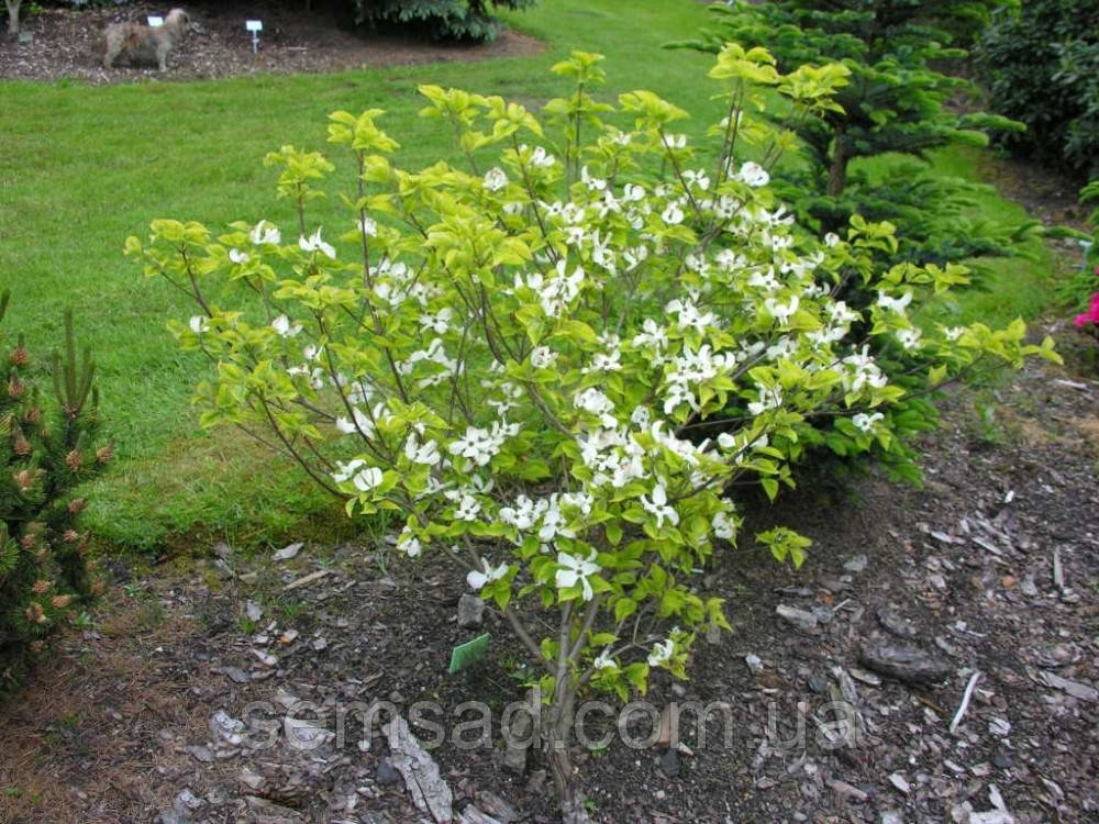 Дерен коуза " Мэджик Догвуд" \ Cornus Magic Dogwood ( саженцы привитые 2 года ) Дерен китайский - фото 7 - id-p860390974