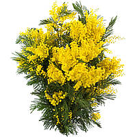 Ароматизатор для мила Мімоза №44, Floressence