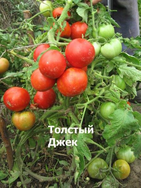 Крупноплодный высокоурожайный низкорослый ранний томат для открытого и закрытого грунта сорт Толстый Джек - фото 1 - id-p436915986