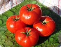 Высокоурожайный низкорослый ранний гибрид томата для открытого грунта и теплиц Андромеда плюс F1