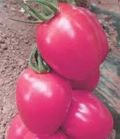 Низкорослый среднеранний томат с розовыми сливовидными плодами для переработки сорт Новичок розовый