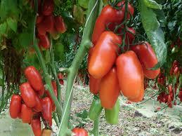 Детерминантный ранний томат имеющий удлиненно сливовидные плоды, отличная консервация сорта Кибиц - фото 1 - id-p442008943