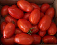 Сорт томата Лагидный детерминантный ранний имеющий удлиненно сливовидные гладкие плоды, отличная консервация