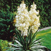 Юка (Yucca )