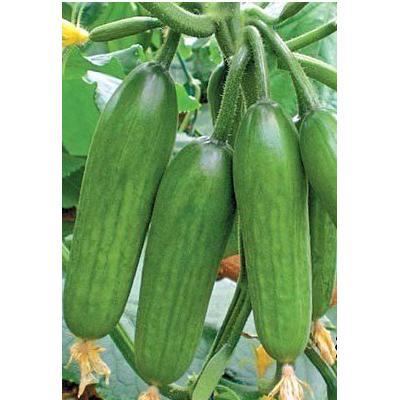 Супер Бейбі F1 (500 нас.) насіння огірка Yuksel seeds, фото 1