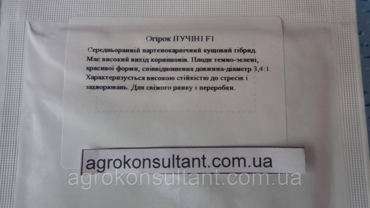 Семена огурца Пучини F1 / Puccini F1 ( Rijk Zwaan, АГРОПАК+),100семян партенокарпик, ранний, универсальный - фото 2 - id-p860730796