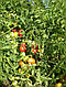 Насіння томату Наміб F1/Namib F1 1000 насіння Syngenta, фото 6