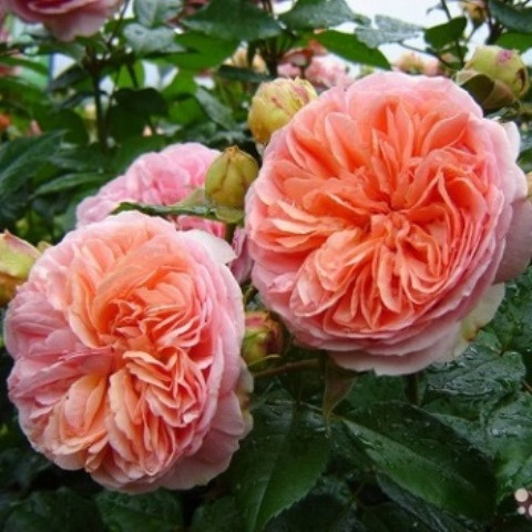 Роза английская Чиппендейл - фото 1 - id-p7120736