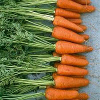 Семена моркови Шантане 500 г банка
