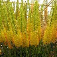 Еремурус жовтий Stenophyllus (кореневище)