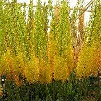 Еремурус жовтий Stenophyllus (кореневище), фото 1