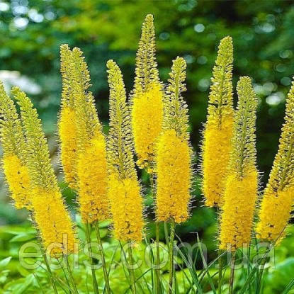 Еремурус жовтий Stenophyllus (кореневище), фото 2