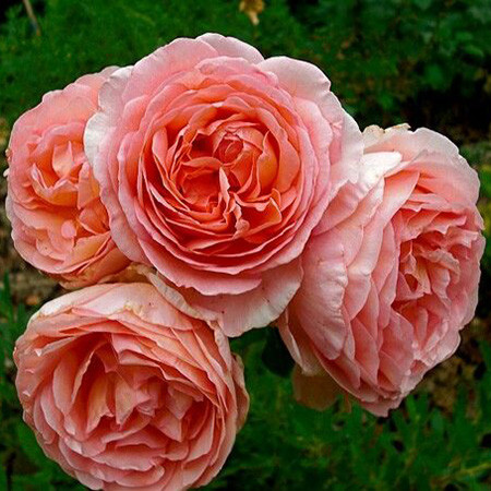 Троянда англійська Абрахам Дербі (Abraham Darby) сажанець 2-літка