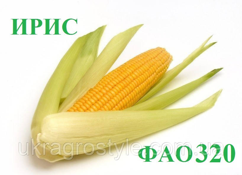 Ірис ФАО 320 (Франція) Насіння кукурудзи