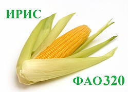 Ірис ФАО 320 (Франція) Насіння кукурудзи