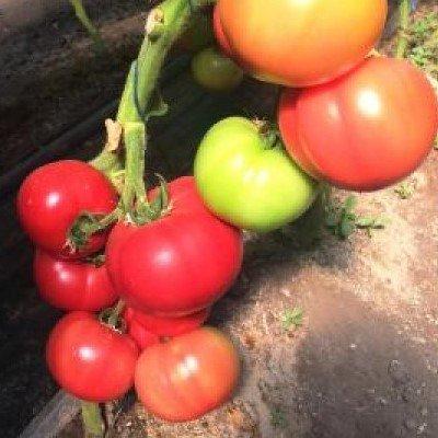 Насіння томату Ризотта F1 (250 сем.)