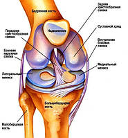 Загальна інформація про травми колінного суглоба