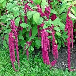 Амарант Лисячий хвіст 0,3 г (SeedEra)