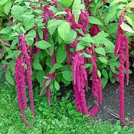 Амарант Лисячий хвіст 0,3 г (SeedEra)