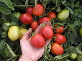 Насіння томату Ескорт 10 000 насіння Semo