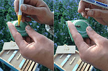 Бджолині матки 2024 року