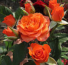 Саджанці спрей троянди Алегрія (Alegria), фото 3