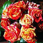 Саджанці спрей троянди Фаєр Флеш "Вогняна"(Fire Flash), фото 2