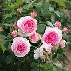 Саджанці спрей троянди Мімі Еден (Mimi Eden), фото 4