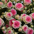 Саджанці спрей троянди Мімі Еден (Mimi Eden), фото 2